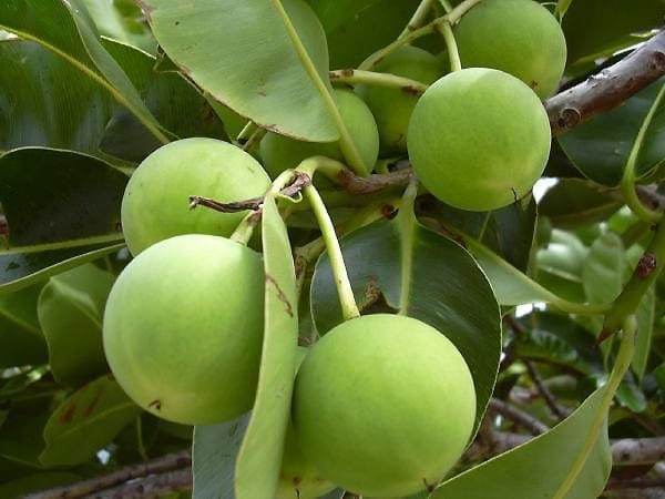 The Tamanu Tree