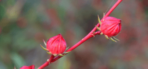 rosella